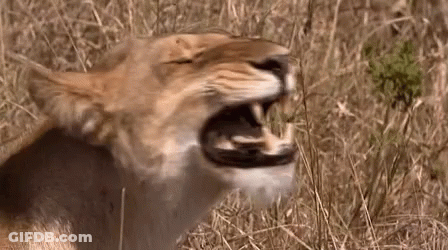 A Close Up Of A Lion Yawning With Its Mouth Open . GIF