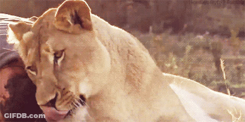 A Close Up Of A Lioness Licking A Person 'S Nose GIF