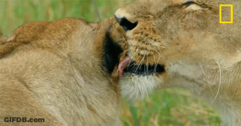 A Close Up Of A Lioness With A National Geographic Logo On The Bottom GIF