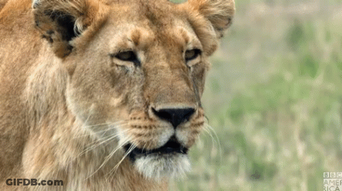 A Close Up Of A Lioness With Bbc America Written On The Bottom Right GIF