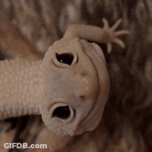 A Close Up Of A Lizard 'S Face With Its Eyes Open . GIF