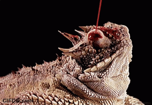 A Close Up Of A Lizard With Blood Coming Out Of Its Eyes GIF