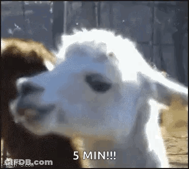 A Close Up Of A Llama 'S Face With The Words `` 5 Min ! '' Written On It . GIF