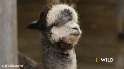 A Close Up Of A Llama With A National Geographic Wild Logo In The Corner GIF