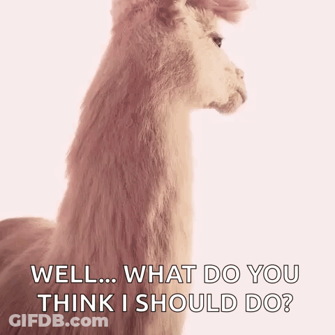 A Close Up Of A Llama With The Words `` Well ... What Do You Think I Should Do '' Written Below It . GIF