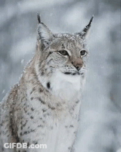 A Close Up Of A Lynx With Its Tongue Out In The Snow GIF
