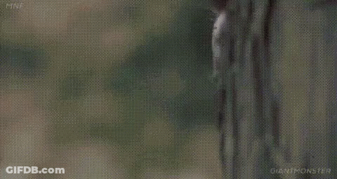 A Close Up Of A Man Peeking Out From Behind A Fence . GIF