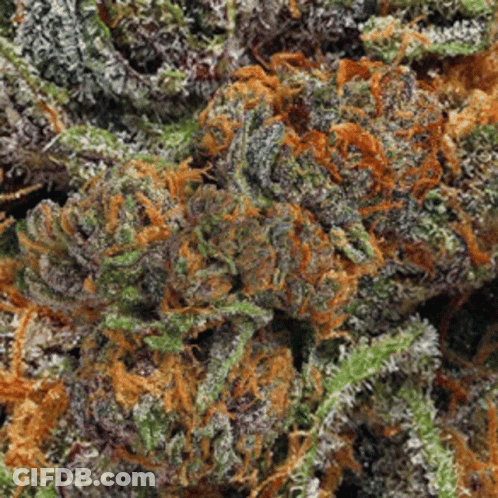 A Close Up Of A Marijuana Plant With Purple And Orange Flowers GIF