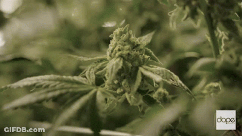 A Close Up Of A Marijuana Plant With The Word Dope On The Bottom GIF