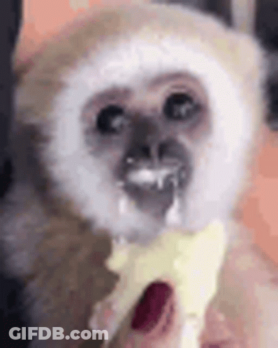 A Close Up Of A Monkey Eating A Banana With A Straw In Its Mouth . GIF