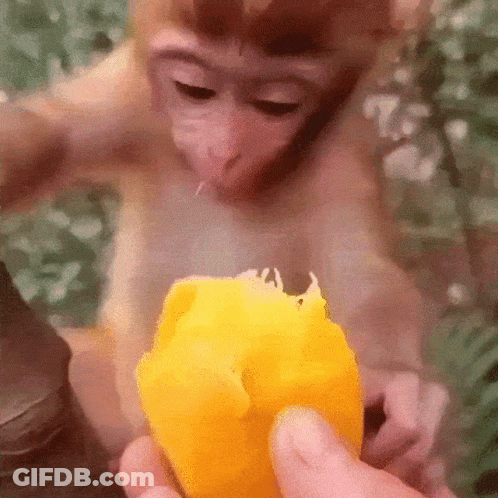 A Close Up Of A Monkey Eating A Mango GIF