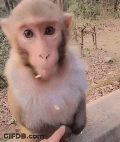 A Close Up Of A Monkey Eating Food From A Person 'S Finger GIF