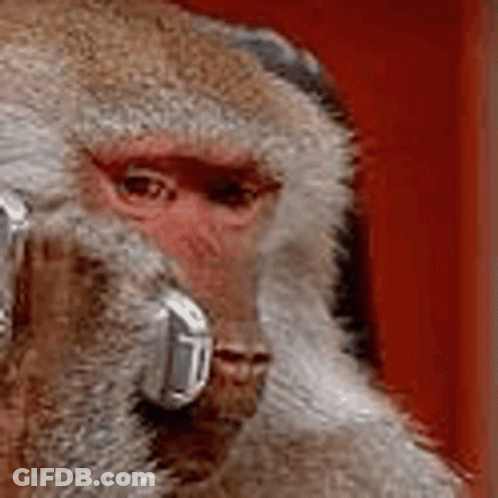A Close Up Of A Monkey Holding A Cell Phone In Front Of Its Face . GIF
