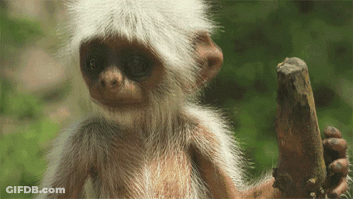 A Close Up Of A Monkey Holding A Stick In Its Hand GIF