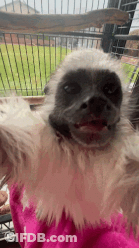 A Close Up Of A Monkey In A Cage GIF