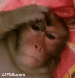 A Close Up Of A Monkey Laying On A Bed Covering Its Face With Its Hand . GIF