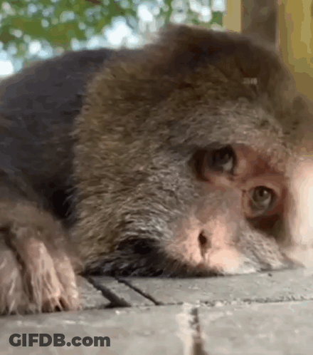 A Close Up Of A Monkey Laying On A Brick Floor Looking At The Camera . GIF
