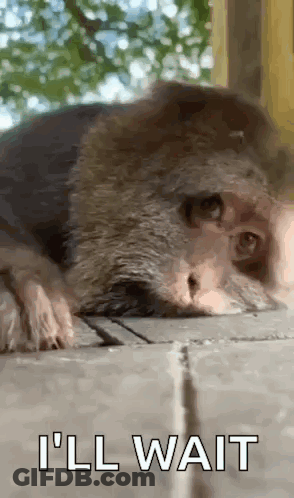 A Close Up Of A Monkey Laying On The Ground With The Words `` I 'Ll Wait '' Written Below It . GIF