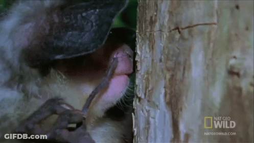 A Close Up Of A Monkey Licking A Tree Trunk With The Words National Geographic Wild Written On The Bottom GIF