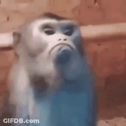 A Close Up Of A Monkey Making A Funny Face In A Bathroom . GIF