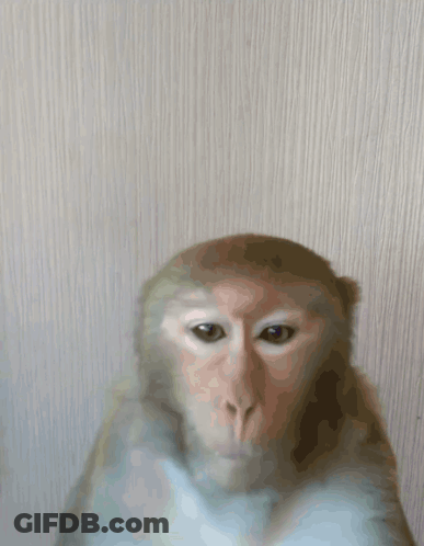 A Close Up Of A Monkey 'S Face Against A White Background GIF