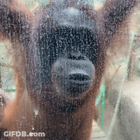 A Close Up Of A Monkey 'S Face Behind A Glass GIF