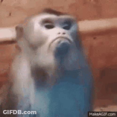 A Close Up Of A Monkey 'S Face Making A Funny Face . GIF