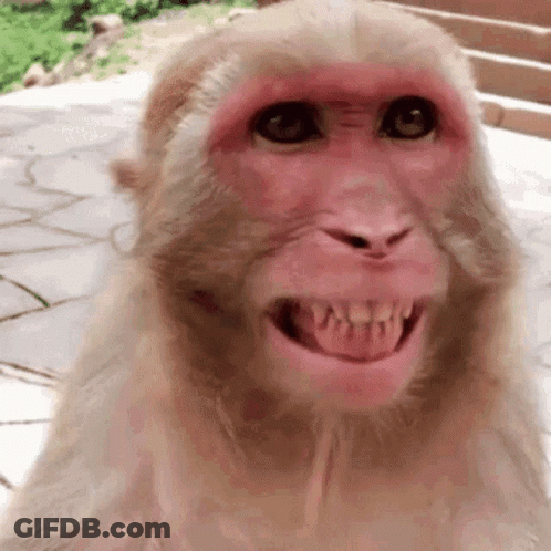 A Close Up Of A Monkey 'S Face Shows Its Teeth GIF