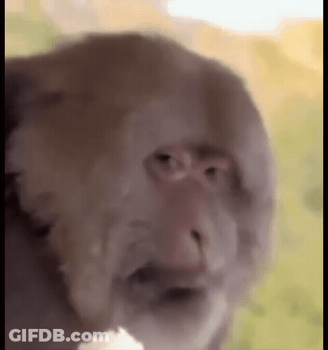 A Close Up Of A Monkey 'S Face With A Blurred Background GIF
