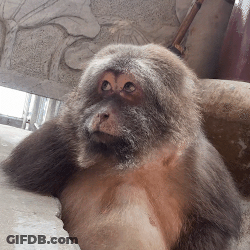 A Close Up Of A Monkey 'S Face With A Statue In The Background GIF
