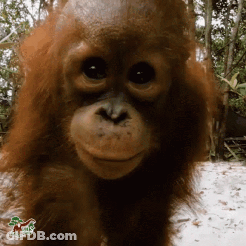 A Close Up Of A Monkey 'S Face With A Sticker That Says 50 Cents GIF