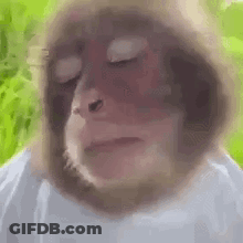 A Close Up Of A Monkey 'S Face With Its Eyes Closed And A Hat On . GIF