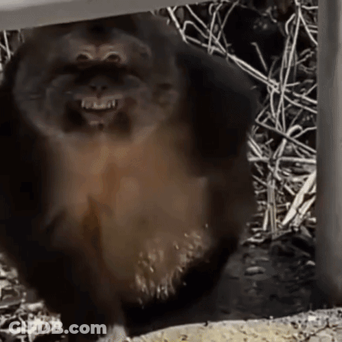 A Close Up Of A Monkey 'S Face With Its Mouth Open . GIF