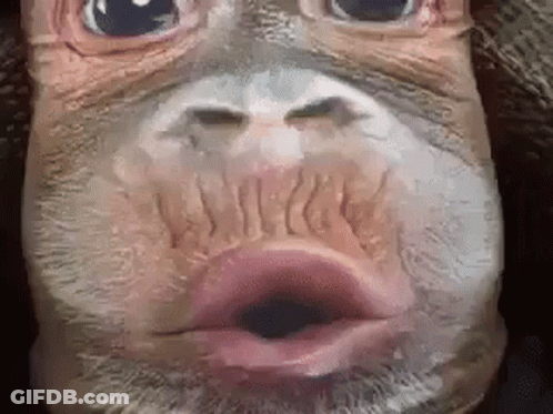 A Close Up Of A Monkey 'S Face With Its Mouth Open And A Beard . GIF