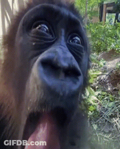 A Close Up Of A Monkey 'S Face With Its Tongue Sticking Out GIF