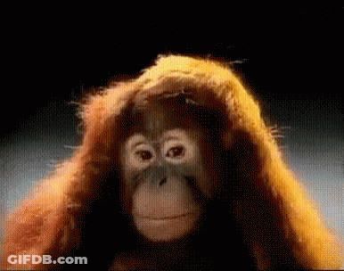 A Close Up Of A Monkey 'S Face With Orange Hair GIF