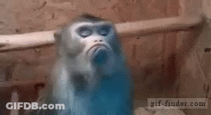 A Close Up Of A Monkey 'S Face With The Website Gif-Finder.com In The Corner GIF
