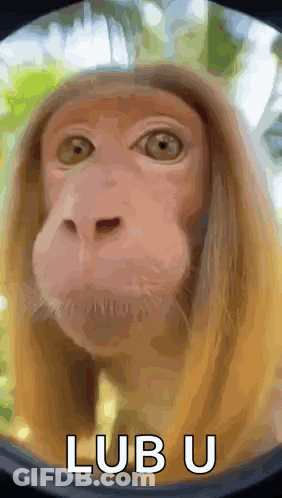 A Close Up Of A Monkey 'S Face With The Word Lub U Written Below It GIF