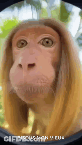 A Close Up Of A Monkey 'S Face With The Words Bisous Mon Vieux Above It GIF