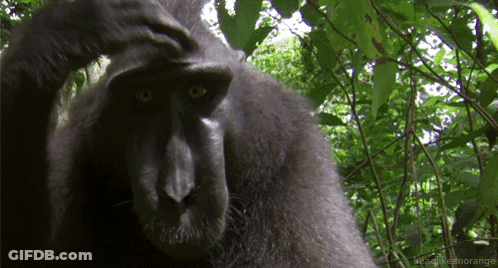 A Close Up Of A Monkey 'S Face With The Words Headlikeanorange In The Corner GIF