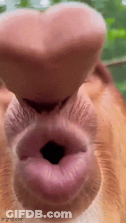 A Close Up Of A Monkey 'S Nose With A Heart Shaped Nose . GIF