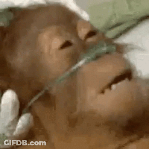 A Close Up Of A Monkey Wearing An Oxygen Mask On Its Face . GIF