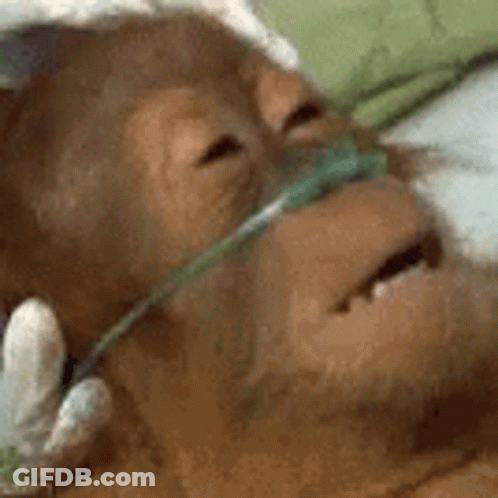 A Close Up Of A Monkey Wearing An Oxygen Mask On Its Nose . GIF