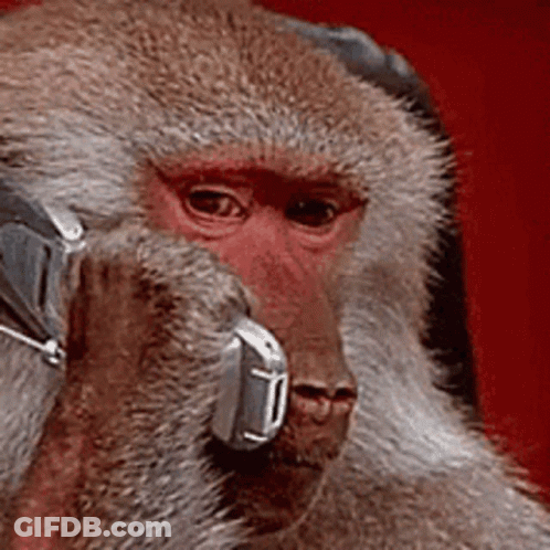 A Close Up Of A Monkey Wearing Headphones And Holding A Cell Phone GIF