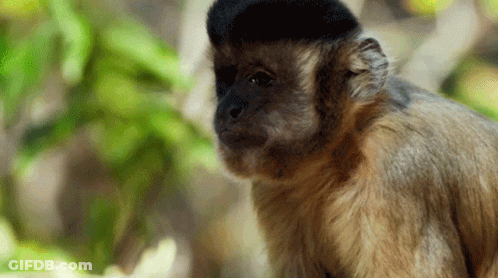 A Close Up Of A Monkey With A Black Hat On Its Head GIF