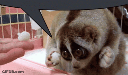 A Close Up Of A Monkey With A Speech Bubble Behind It GIF