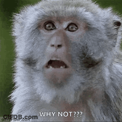 A Close Up Of A Monkey With A Surprised Look On Its Face And The Words `` Why Not '' . GIF