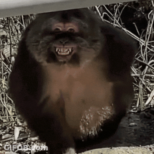 A Close Up Of A Monkey With Its Mouth Open And Teeth Visible GIF