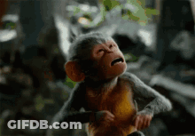 A Close Up Of A Monkey With Its Mouth Open GIF