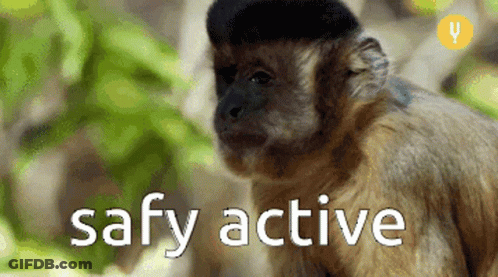 A Close Up Of A Monkey With The Words Safy Active Written Below It GIF